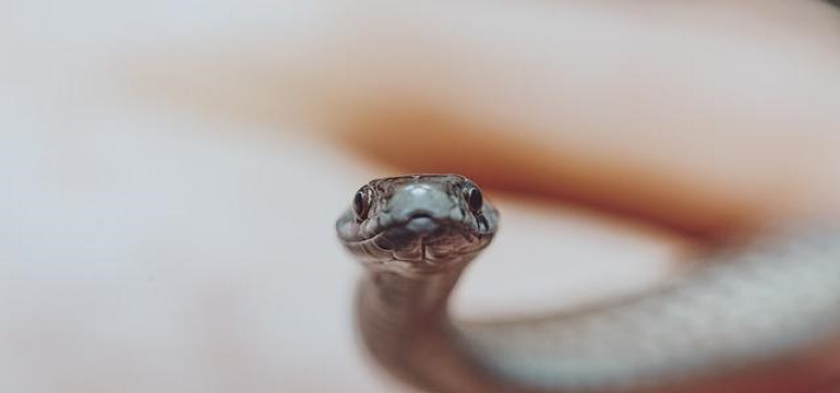 Ini Dia 5 Tempat yang Tidak Boleh Dikunjungi Para Pembenci Ular